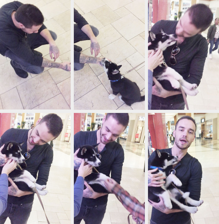 Cute Af Proof That Liam Payne Might Just Be An Animal Whisperer