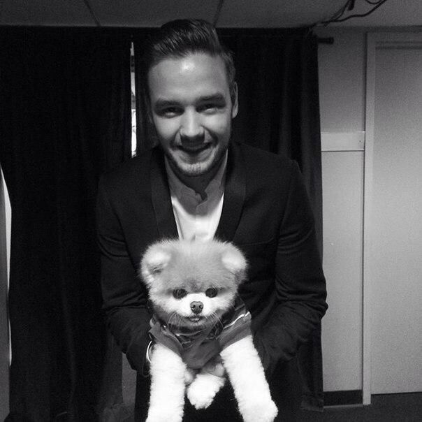 Cute Af Proof That Liam Payne Might Just Be An Animal Whisperer