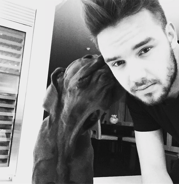 Cute Af Proof That Liam Payne Might Just Be An Animal Whisperer