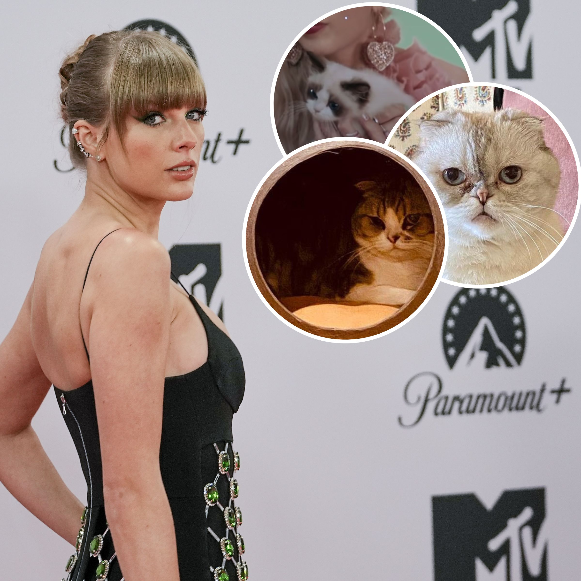 Taylor Swift Cats Guide Names, Net Worths, Photos